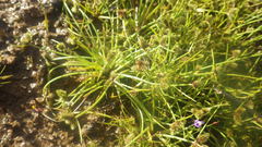 Cyperus persquarrosus