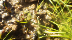 Cyperus persquarrosus