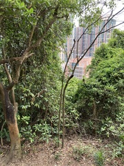 Magnolia figo