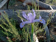 Iris xiphium xiphium