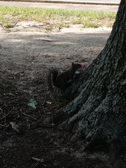 Sciurus carolinensis