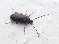 Gonodera luperus