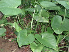 Homalomena philippinensis