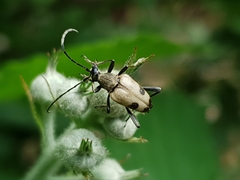 Judolia cerambyciformis