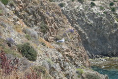 Larus michahellis michahellis