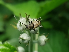 Judolia cerambyciformis