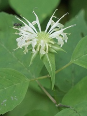 Monarda clinopodia