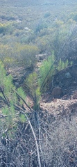 Euryops tenuissimus