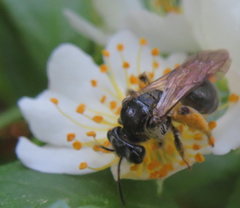 Andrena nuda