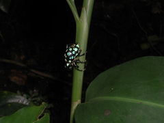 Pachyrhynchus sarcitis