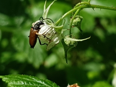 Paracorymbia maculicornis
