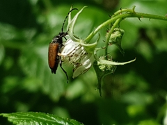 Paracorymbia maculicornis