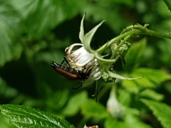 Paracorymbia maculicornis