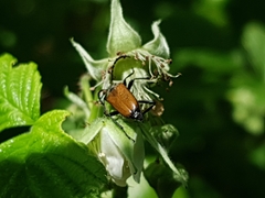 Paracorymbia maculicornis