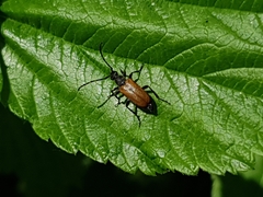 Paracorymbia maculicornis