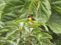 Euphonia chlorotica