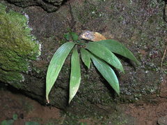 Antrophyum sessilifolium