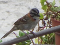 Zonotrichia capensis