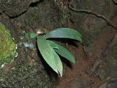 Antrophyum sessilifolium