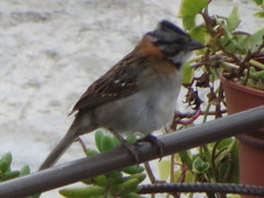 Zonotrichia capensis