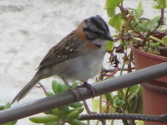 Zonotrichia capensis