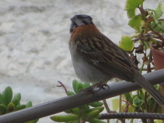 Zonotrichia capensis