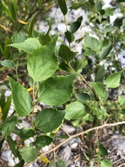 Celtis biondii