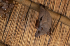 Epomophorus crypturus