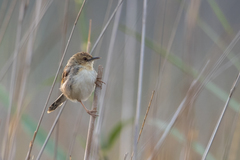 Cisticola pipiens
