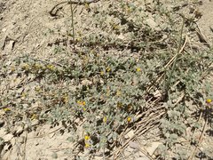 Acmispon heermannii heermannii