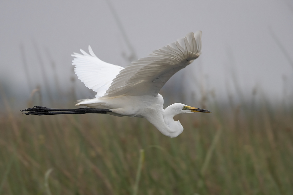 African Great Egret from Ngamiland East, Botswana on September 29, 2018 ...