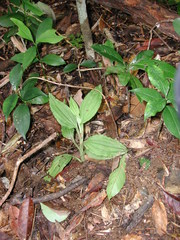 Crepidium bancanoides