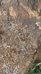 Pheidole megacephala