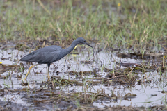 Egretta vinaceigula