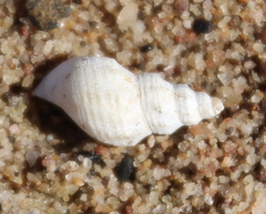 Plotiopsis balonnensis