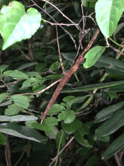 Phasmotaenia lanyuhensis