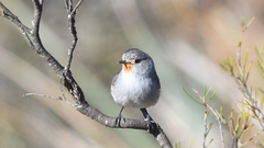 Pyrrholaemus brunneus