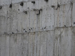 Pygochelidon cyanoleuca