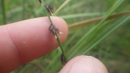 Scleria distans image