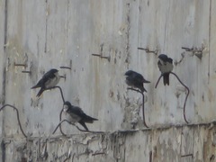 Pygochelidon cyanoleuca