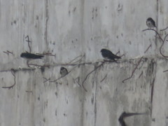 Pygochelidon cyanoleuca