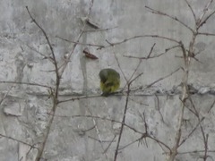 Euphonia chlorotica