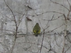 Euphonia chlorotica