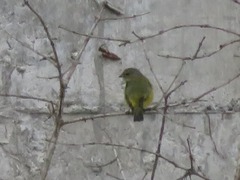 Euphonia chlorotica