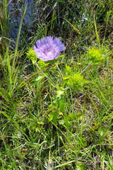 Stokesia laevis