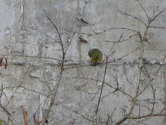 Euphonia chlorotica