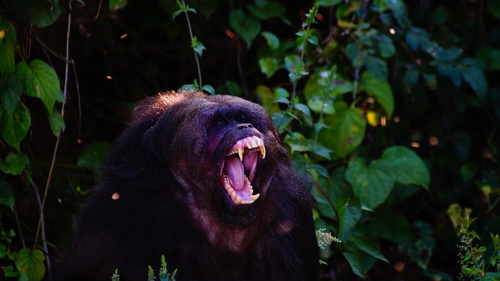 Stump-tailed Macaque (Macaca arctoides)