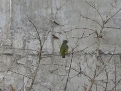 Euphonia chlorotica