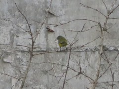 Euphonia chlorotica