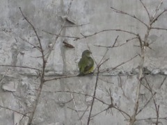 Euphonia chlorotica